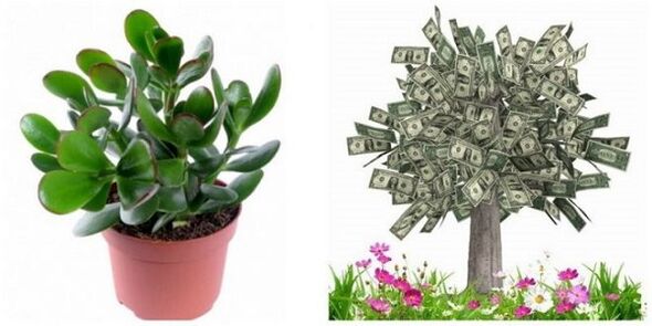 money tree to attract good luck