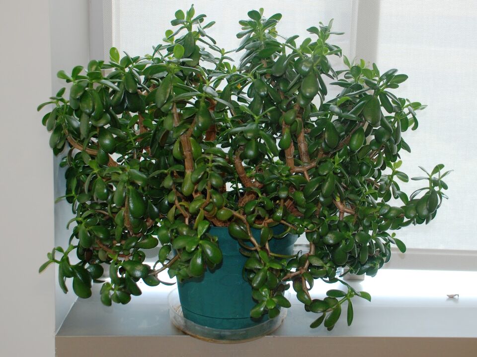 money tree in a pot as an amulet of good luck