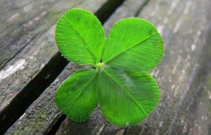 Four-leaf clover is one of the most valuable lucky charms found by accident