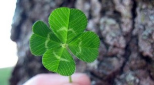 clover as a talisman of good luck and prosperity